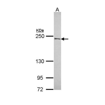 NuMA antibody from Signalway Antibody (22849) - Antibodies.com