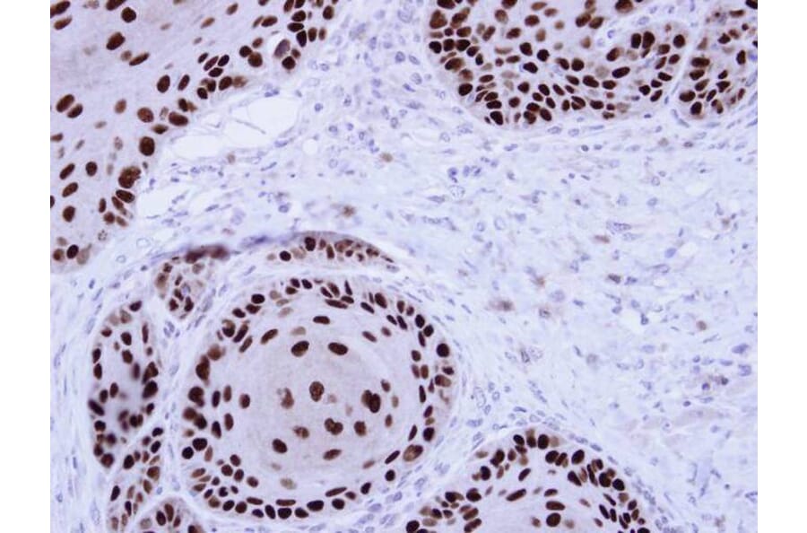 Immunohistochemistry - NuMA antibody from Signalway Antibody (22849) - Antibodies.com