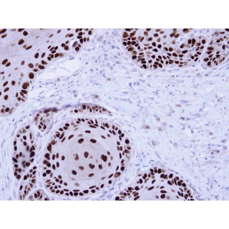 Immunohistochemistry - NuMA antibody from Signalway Antibody (22849) - Antibodies.com