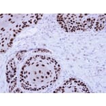Immunohistochemistry - NuMA antibody from Signalway Antibody (22849) - Antibodies.com