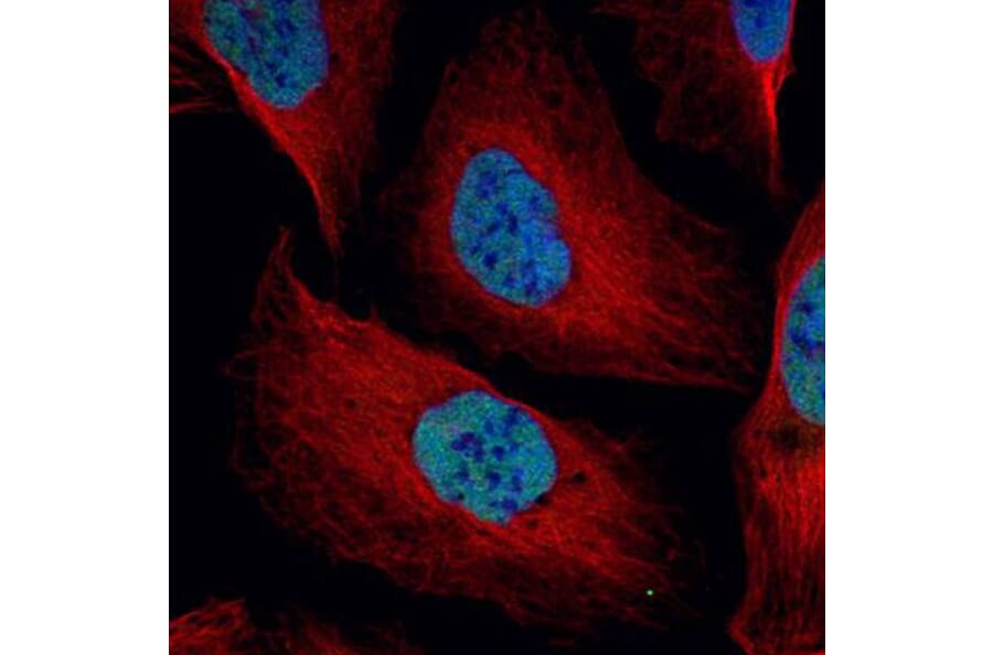 NuMA antibody from Signalway Antibody (22849) - Antibodies.com
