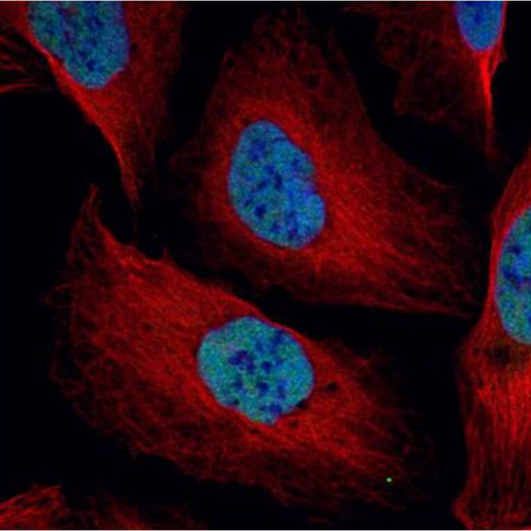 NuMA antibody from Signalway Antibody (22849) - Antibodies.com