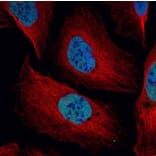 NuMA antibody from Signalway Antibody (22849) - Antibodies.com