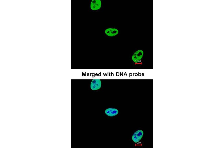 Immunofluorescence - SAE1 antibody from Signalway Antibody (22850) - Antibodies.com