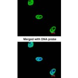 Immunofluorescence - SAE1 antibody from Signalway Antibody (22850) - Antibodies.com