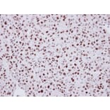 Immunohistochemistry - LDB1 antibody from Signalway Antibody (22859) - Antibodies.com