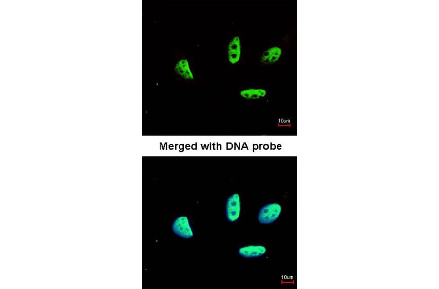 Immunofluorescence - LDB1 antibody from Signalway Antibody (22859) - Antibodies.com
