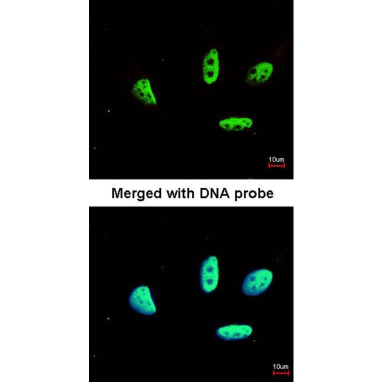 Immunofluorescence - LDB1 antibody from Signalway Antibody (22859) - Antibodies.com