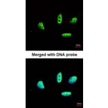 Immunofluorescence - LDB1 antibody from Signalway Antibody (22859) - Antibodies.com