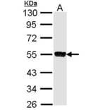 SSA1 antibody from Signalway Antibody (22860) - Antibodies.com