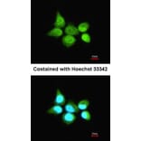 Immunofluorescence - SSA1 antibody from Signalway Antibody (22860) - Antibodies.com