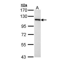 MCM3 antibody from Signalway Antibody (22878) - Antibodies.com