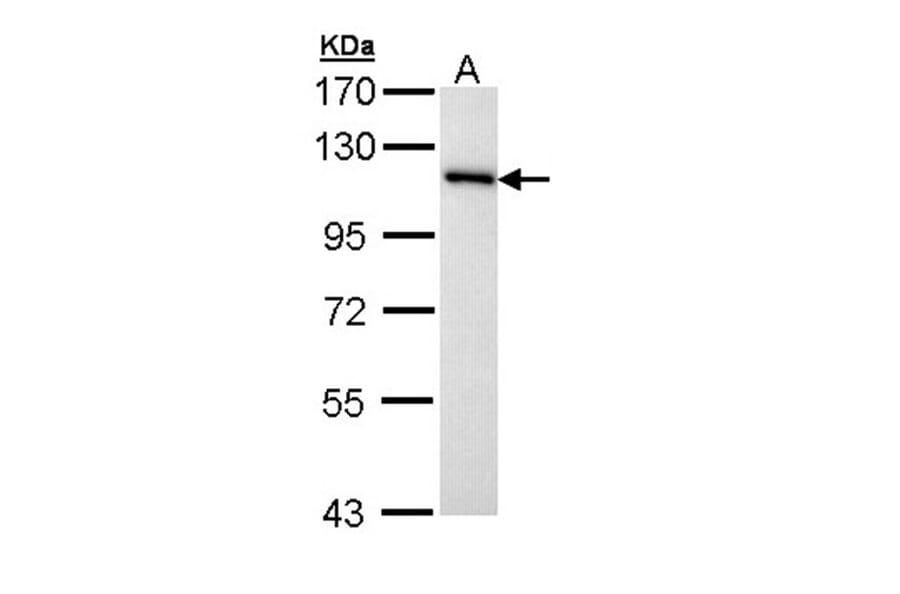 MCM3 antibody from Signalway Antibody (22878) - Antibodies.com