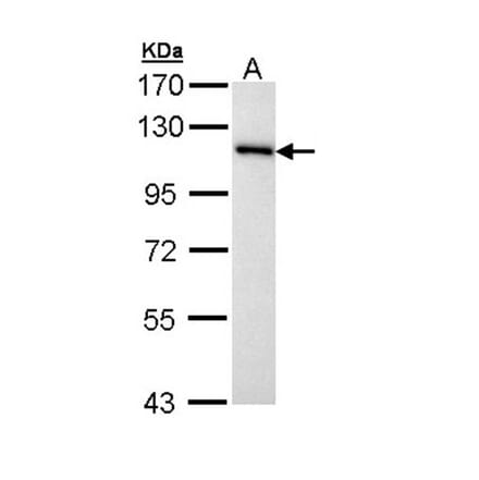 MCM3 antibody from Signalway Antibody (22878) - Antibodies.com