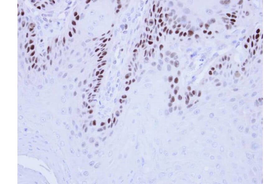 Immunohistochemistry - MCM3 antibody from Signalway Antibody (22878) - Antibodies.com