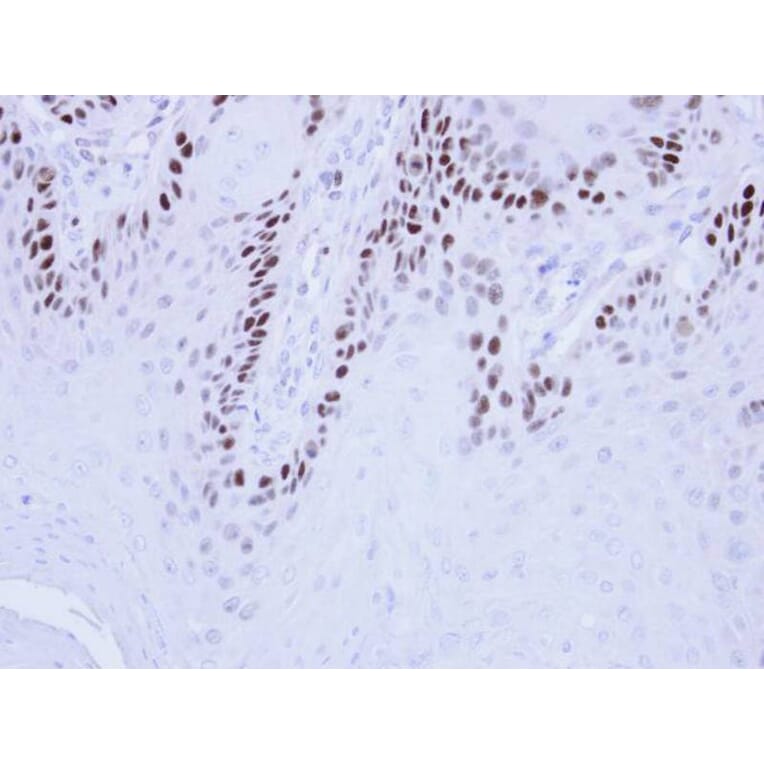 Immunohistochemistry - MCM3 antibody from Signalway Antibody (22878) - Antibodies.com