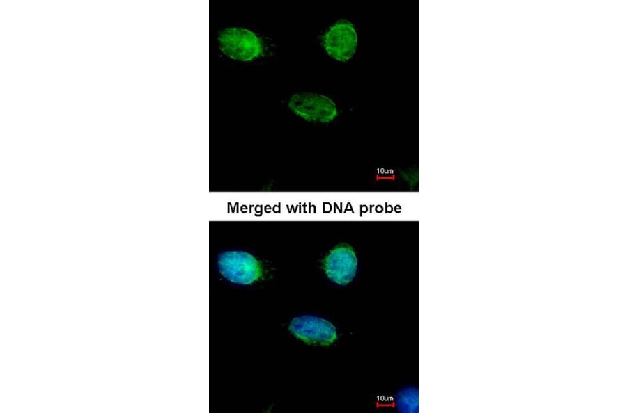 Immunofluorescence - MCM3 antibody from Signalway Antibody (22878) - Antibodies.com