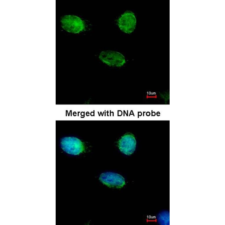 Immunofluorescence - MCM3 antibody from Signalway Antibody (22878) - Antibodies.com