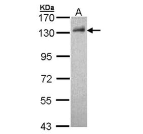 DDB1 antibody from Signalway Antibody (22929) - Antibodies.com