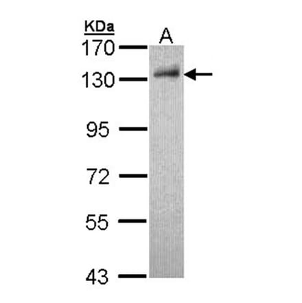 DDB1 antibody from Signalway Antibody (22929) - Antibodies.com