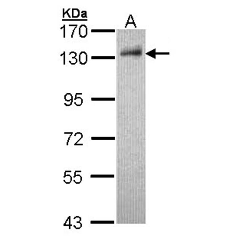 DDB1 antibody from Signalway Antibody (22929) - Antibodies.com