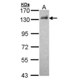 DDB1 antibody from Signalway Antibody (22929) - Antibodies.com