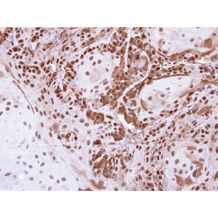 Immunohistochemistry - DDB1 antibody from Signalway Antibody (22929) - Antibodies.com