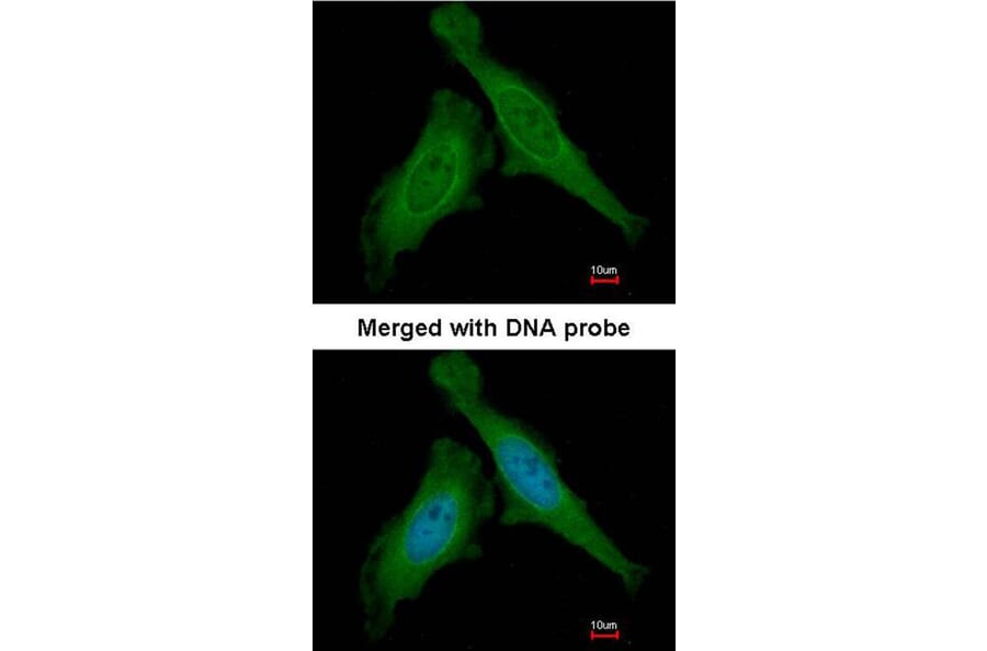 Immunofluorescence - DDB1 antibody from Signalway Antibody (22929) - Antibodies.com