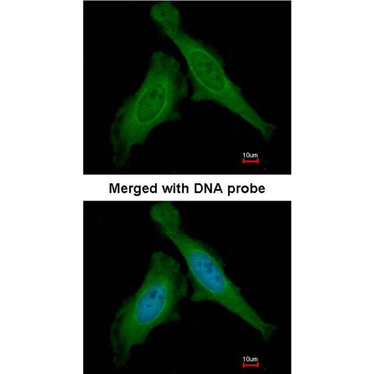 Immunofluorescence - DDB1 antibody from Signalway Antibody (22929) - Antibodies.com