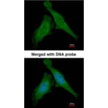 Immunofluorescence - DDB1 antibody from Signalway Antibody (22929) - Antibodies.com