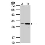 NQO1 antibody from Signalway Antibody (22937) - Antibodies.com