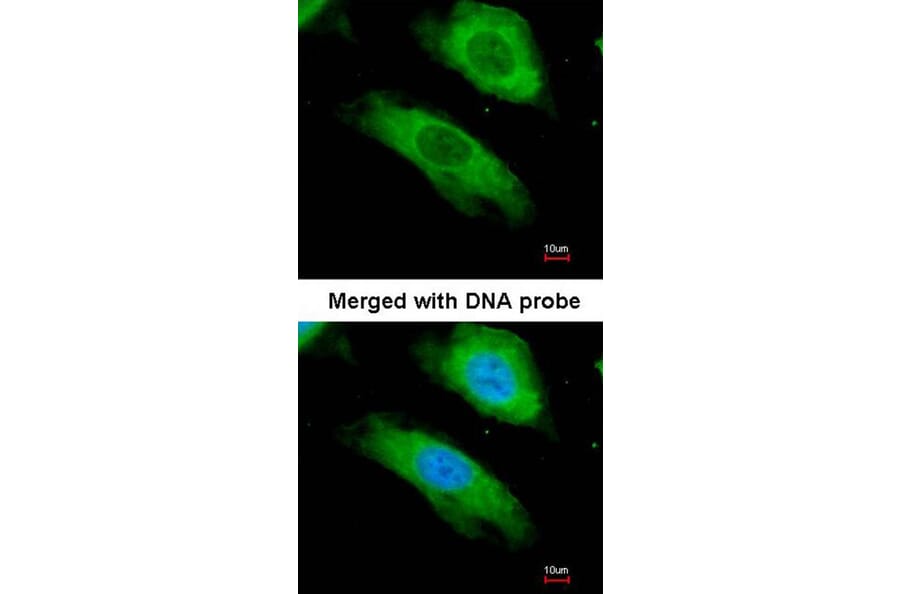 Immunofluorescence - NQO1 antibody from Signalway Antibody (22937) - Antibodies.com
