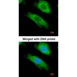 Immunofluorescence - NQO1 antibody from Signalway Antibody (22937) - Antibodies.com