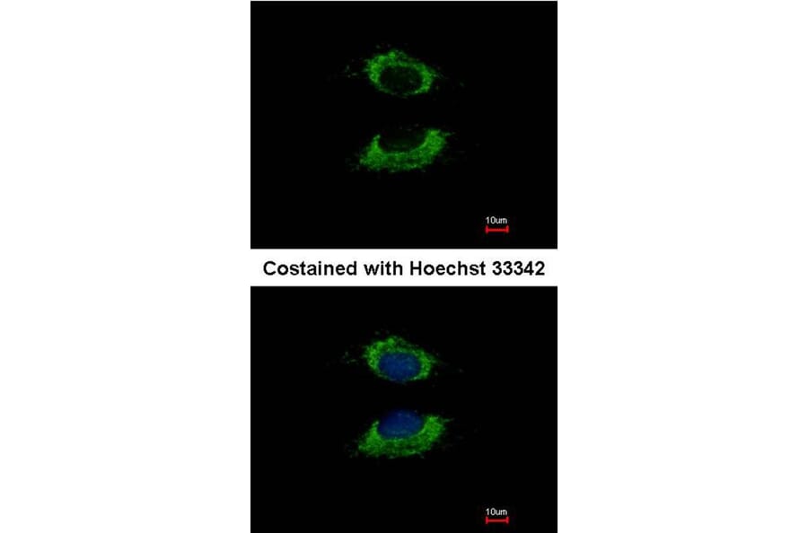 Immunofluorescence - AK4 antibody from Signalway Antibody (22962) - Antibodies.com