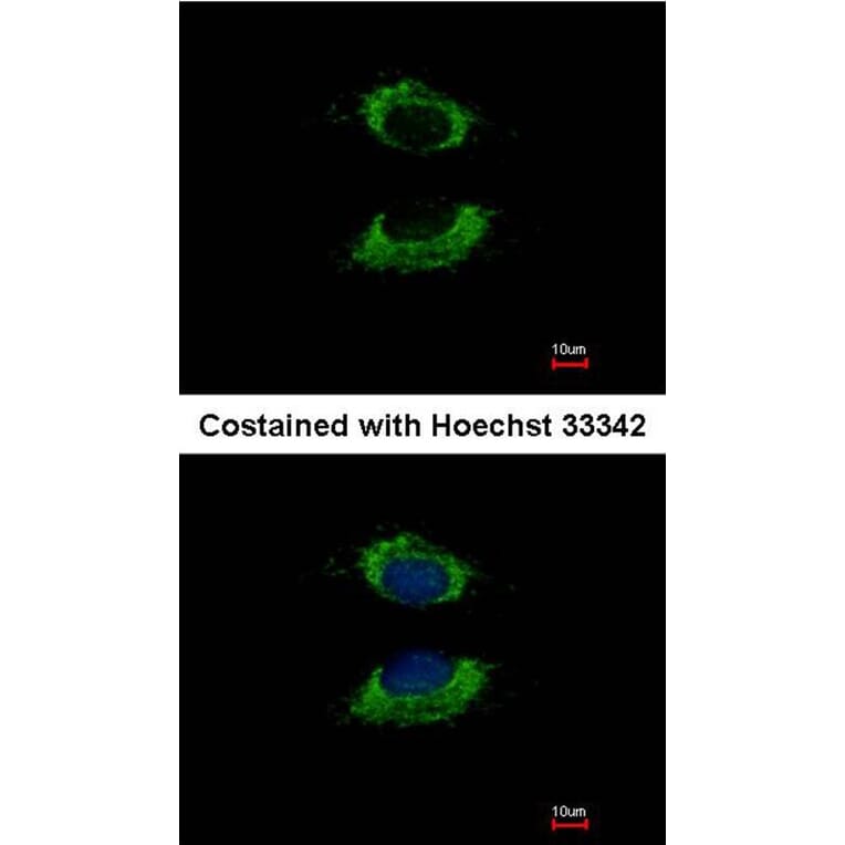 Immunofluorescence - AK4 antibody from Signalway Antibody (22962) - Antibodies.com
