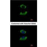 Immunofluorescence - AK4 antibody from Signalway Antibody (22962) - Antibodies.com