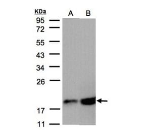 COX4 antibody from Signalway Antibody (22986) - Antibodies.com