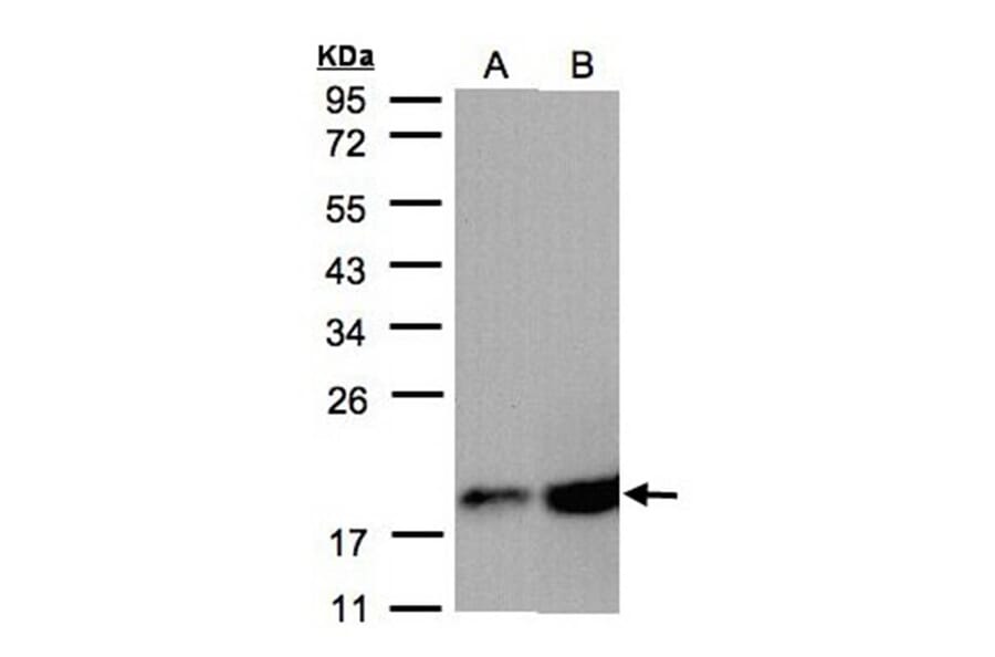 COX4 antibody from Signalway Antibody (22986) - Antibodies.com