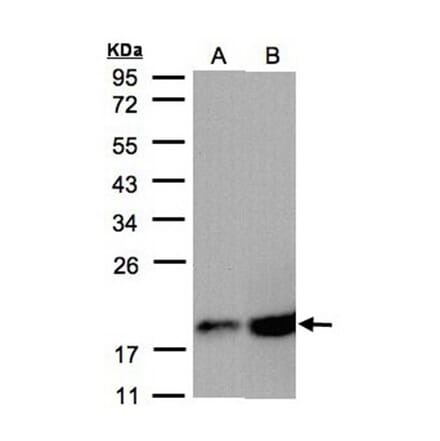COX4 antibody from Signalway Antibody (22986) - Antibodies.com