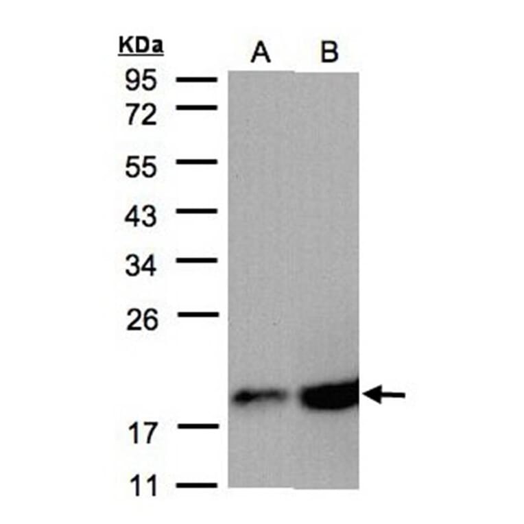 COX4 antibody from Signalway Antibody (22986) - Antibodies.com