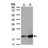 COX4 antibody from Signalway Antibody (22986) - Antibodies.com