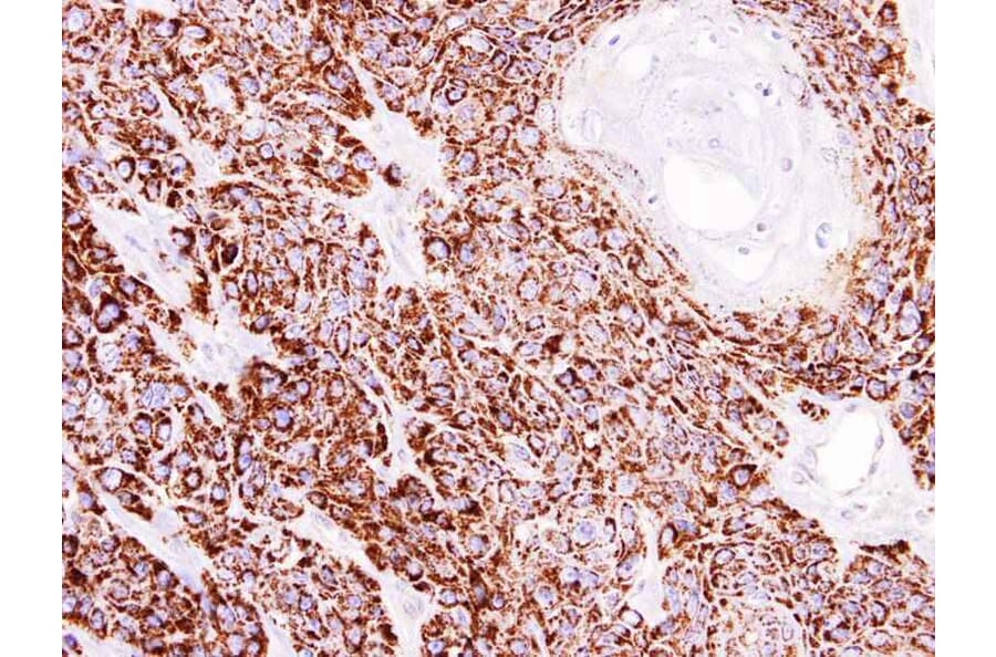 Immunohistochemistry - COX4 antibody from Signalway Antibody (22986) - Antibodies.com