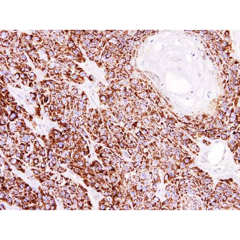 Immunohistochemistry - COX4 antibody from Signalway Antibody (22986) - Antibodies.com