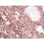 Immunohistochemistry - COX4 antibody from Signalway Antibody (22986) - Antibodies.com