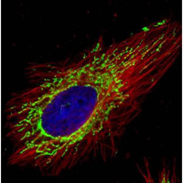 COX4 antibody from Signalway Antibody (22986) - Antibodies.com