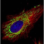 COX4 antibody from Signalway Antibody (22986) - Antibodies.com