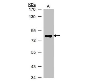 p63 antibody from Signalway Antibody (23089) - Antibodies.com