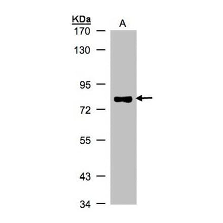 p63 antibody from Signalway Antibody (23089) - Antibodies.com