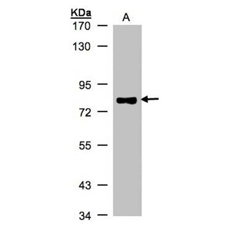 p63 antibody from Signalway Antibody (23089) - Antibodies.com