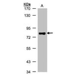p63 antibody from Signalway Antibody (23089) - Antibodies.com